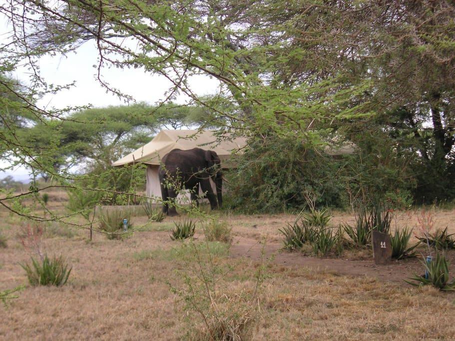 Mapito Tented Camp Serengeti Hotel Exterior photo